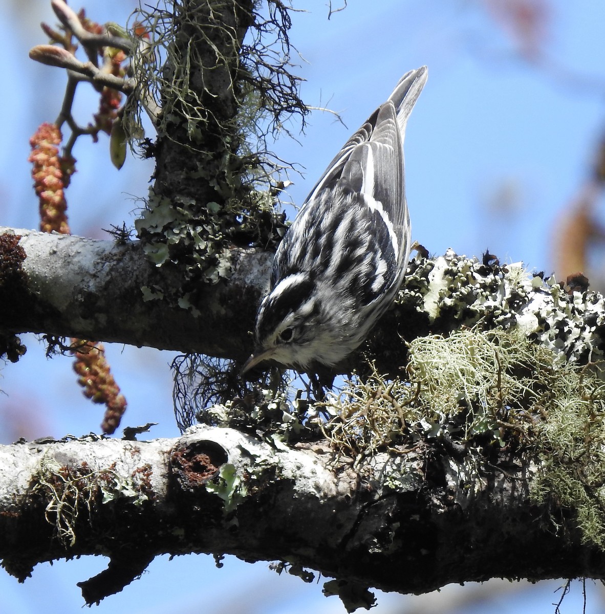 Black-and-white Warbler - ML219966971