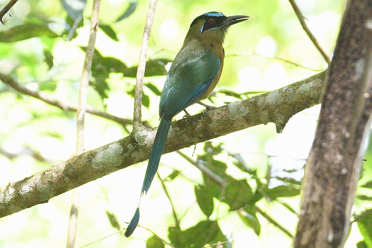 Lesson's Motmot - ML219967281
