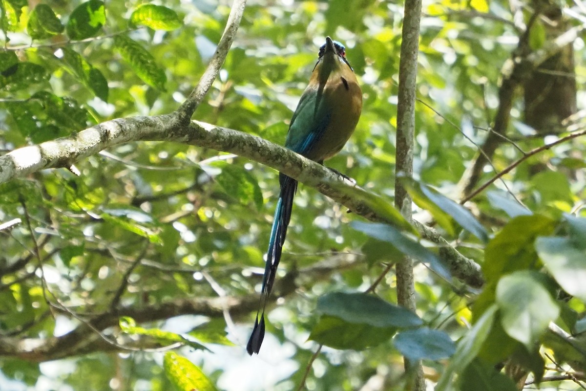 Lesson's Motmot - ML219967301