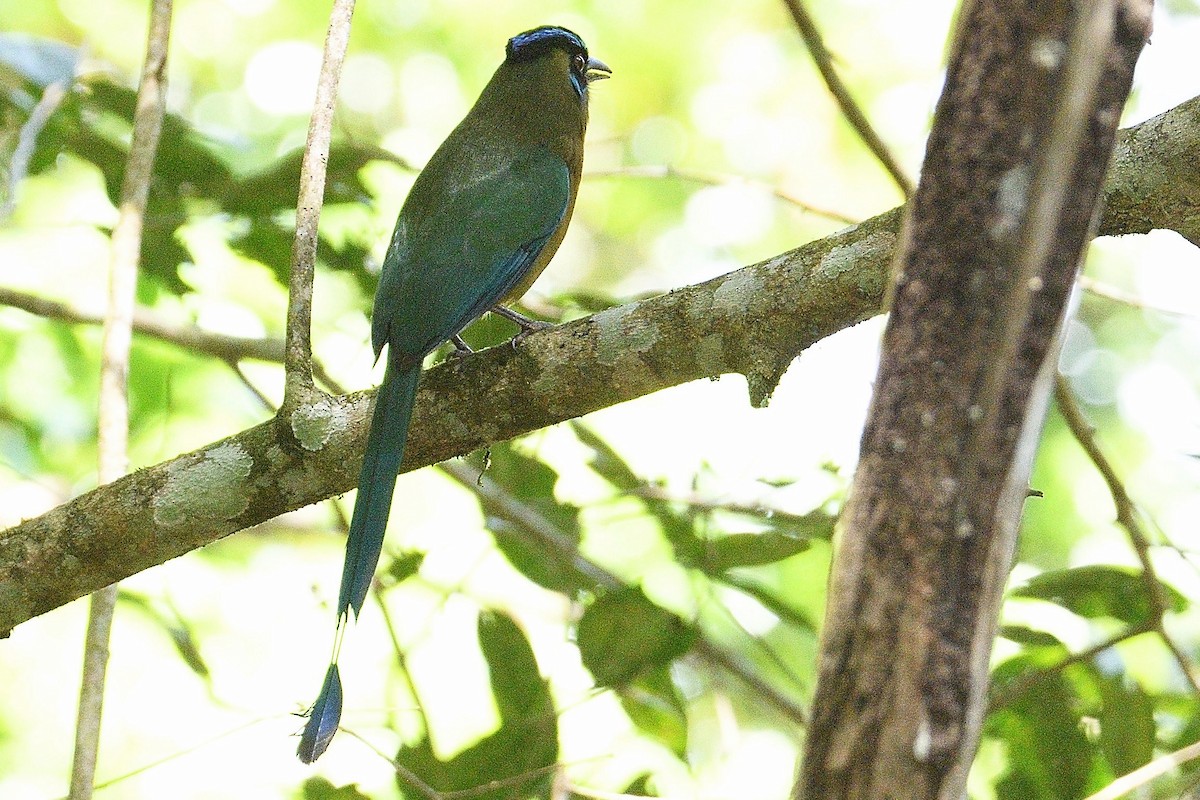 Lesson's Motmot - ML219967311