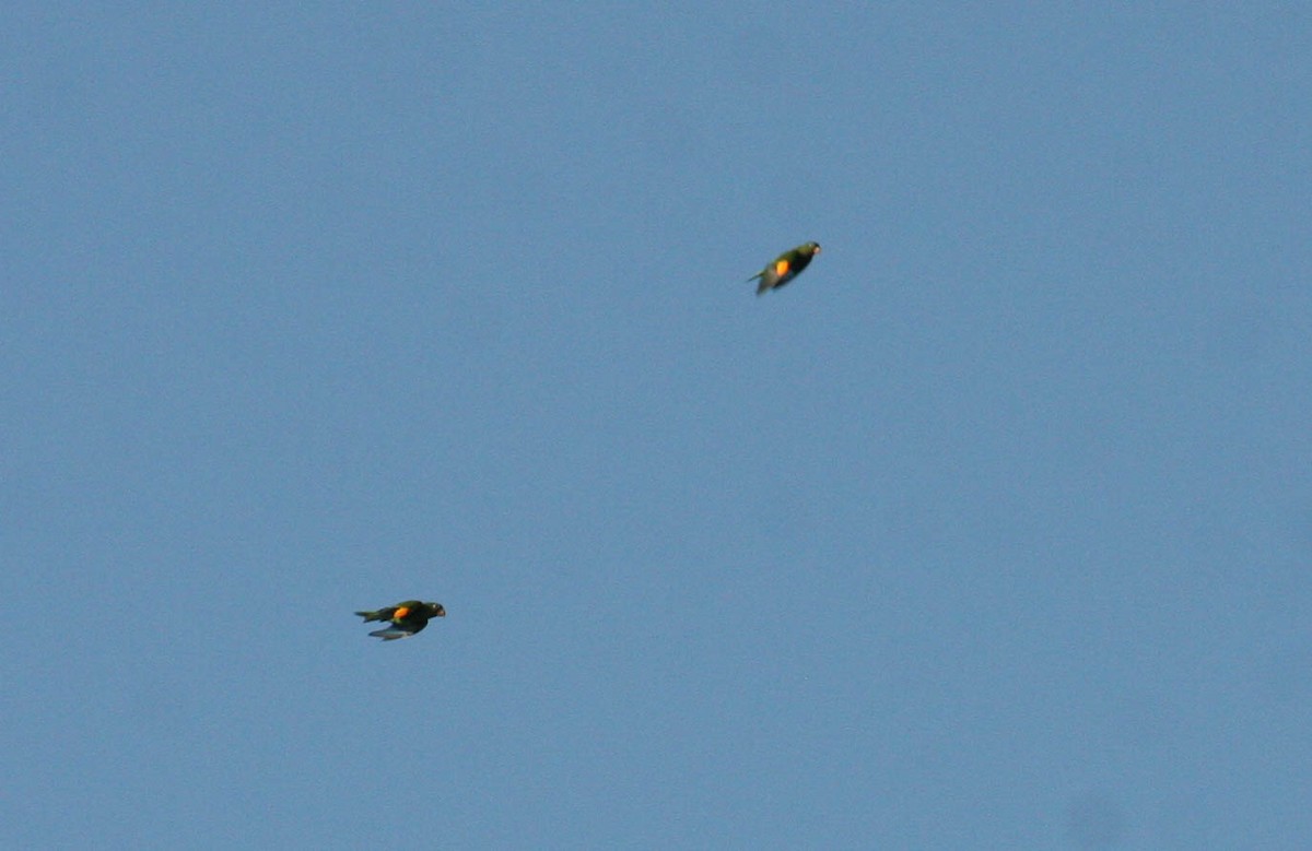 Golden-winged Parakeet - Marshall Iliff