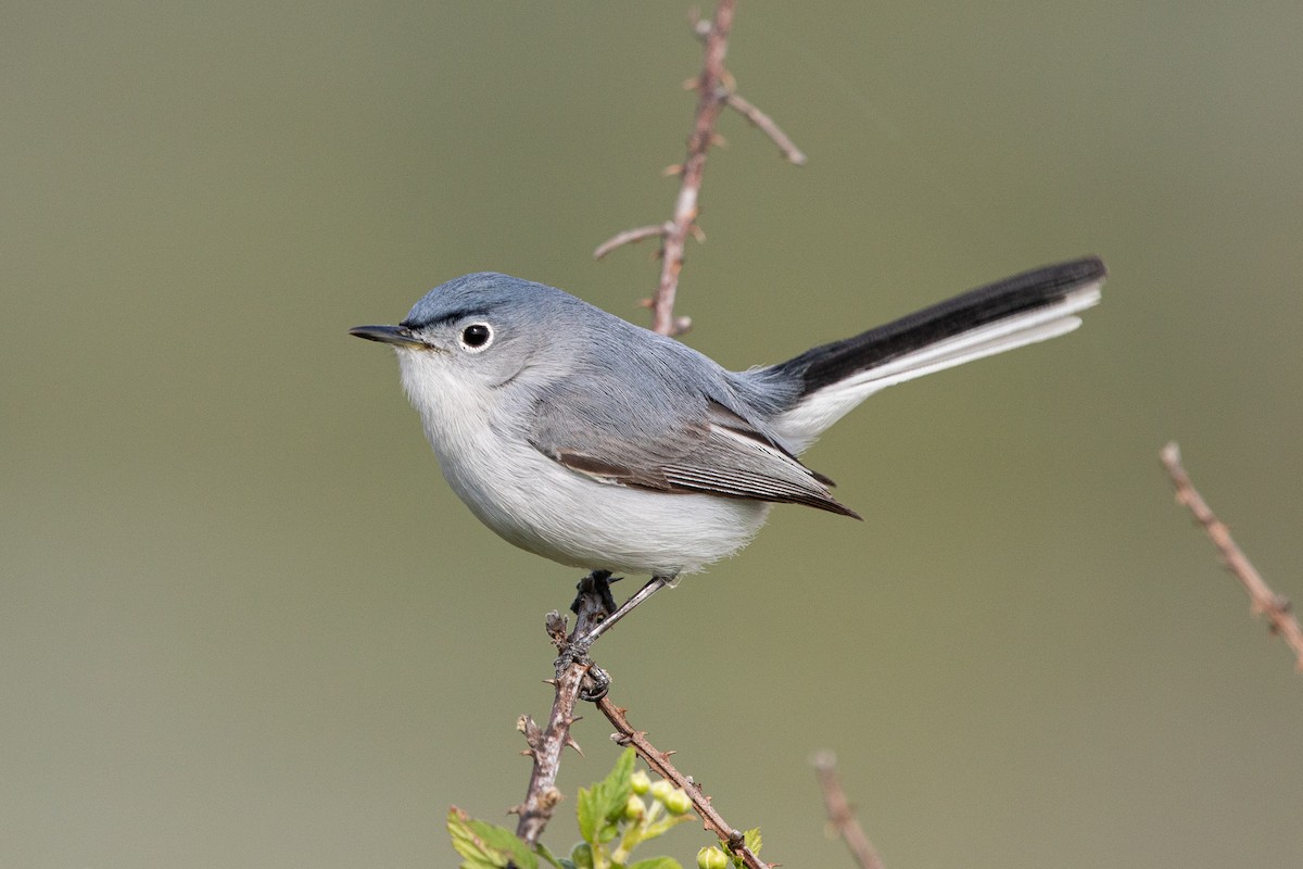 Blue-gray Gnatcatcher (caerulea) - ML219967861