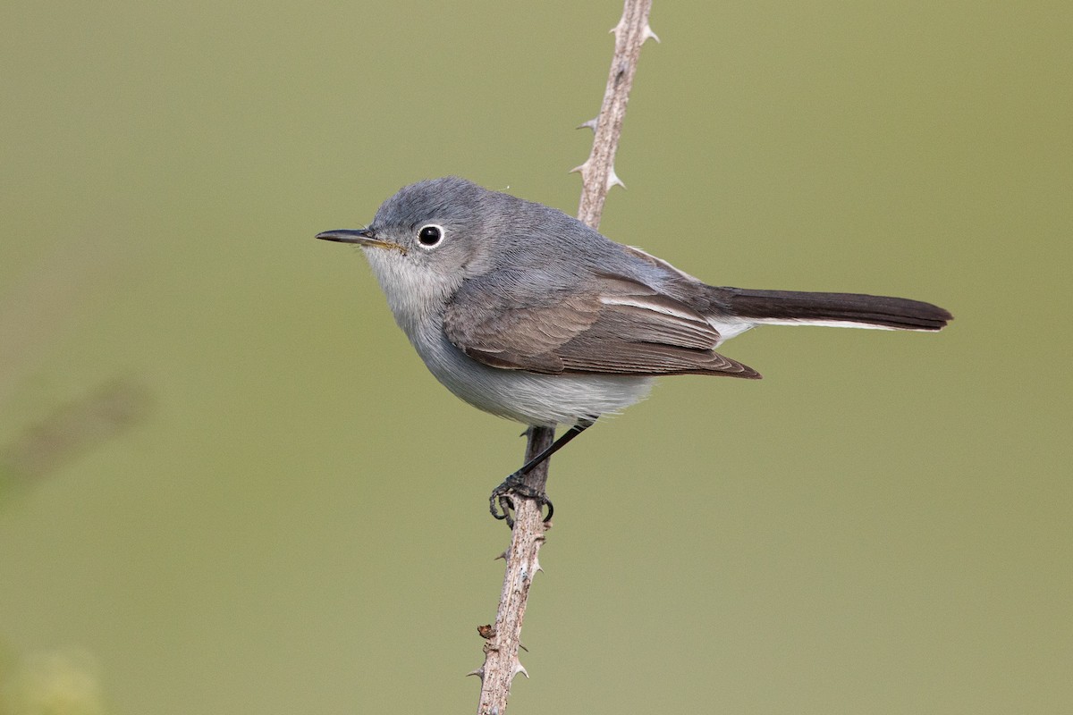 Blue-gray Gnatcatcher (Eastern) - John Whigham
