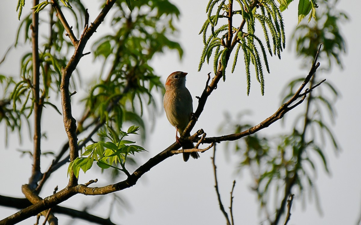 Field Sparrow - ML219968621