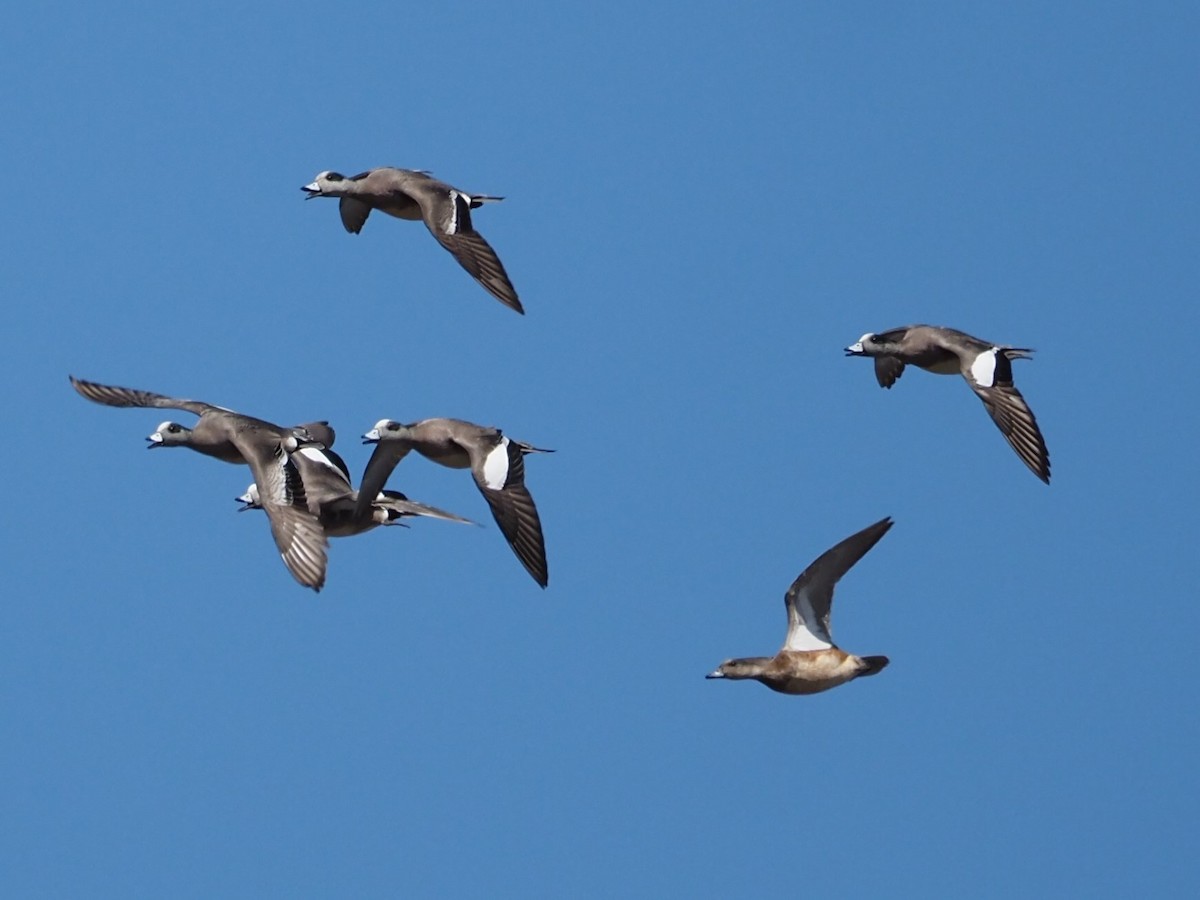 American Wigeon - ML219969321