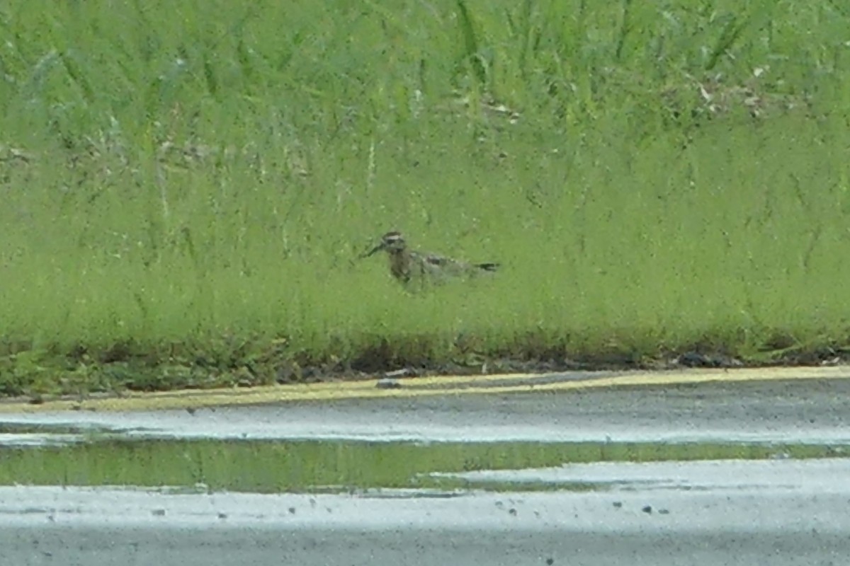 Sharp-tailed Sandpiper - ML219969421