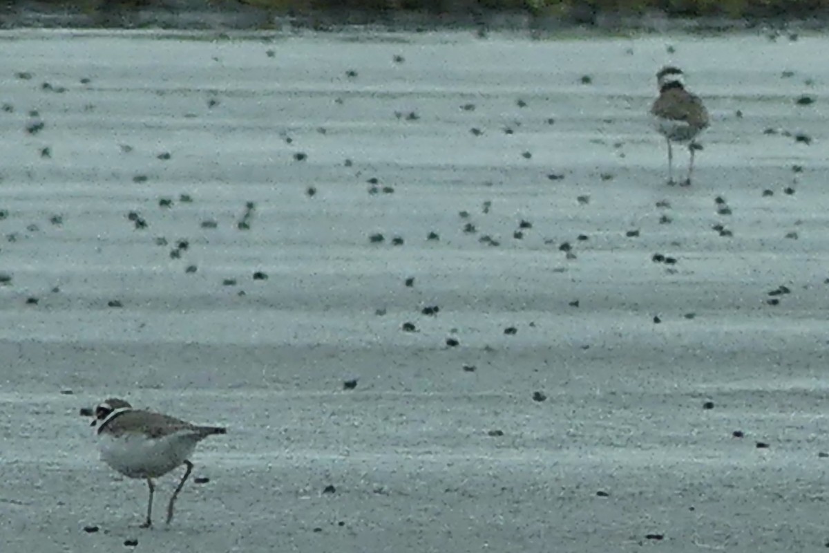 Little Ringed Plover - ML219969521