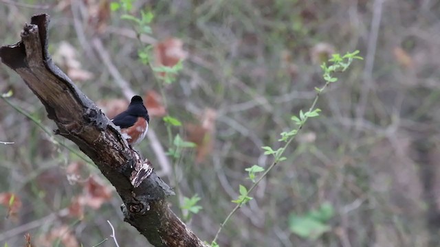 Eastern Towhee - ML219969831