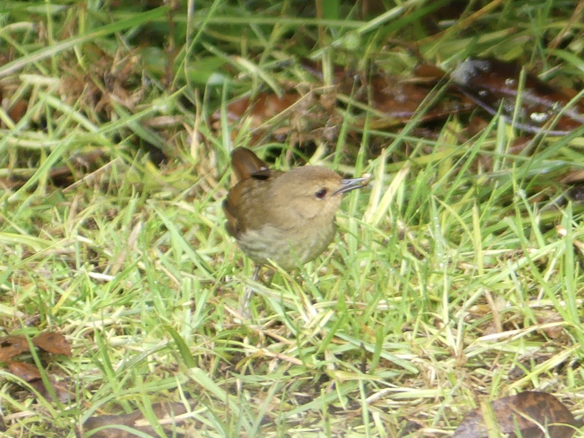 Papuan Scrubwren - Peter Kaestner