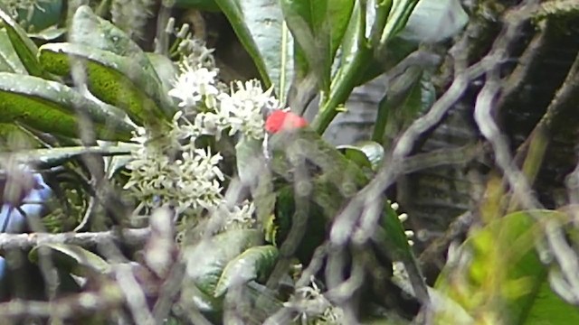 Plum-faced Lorikeet - ML219971071