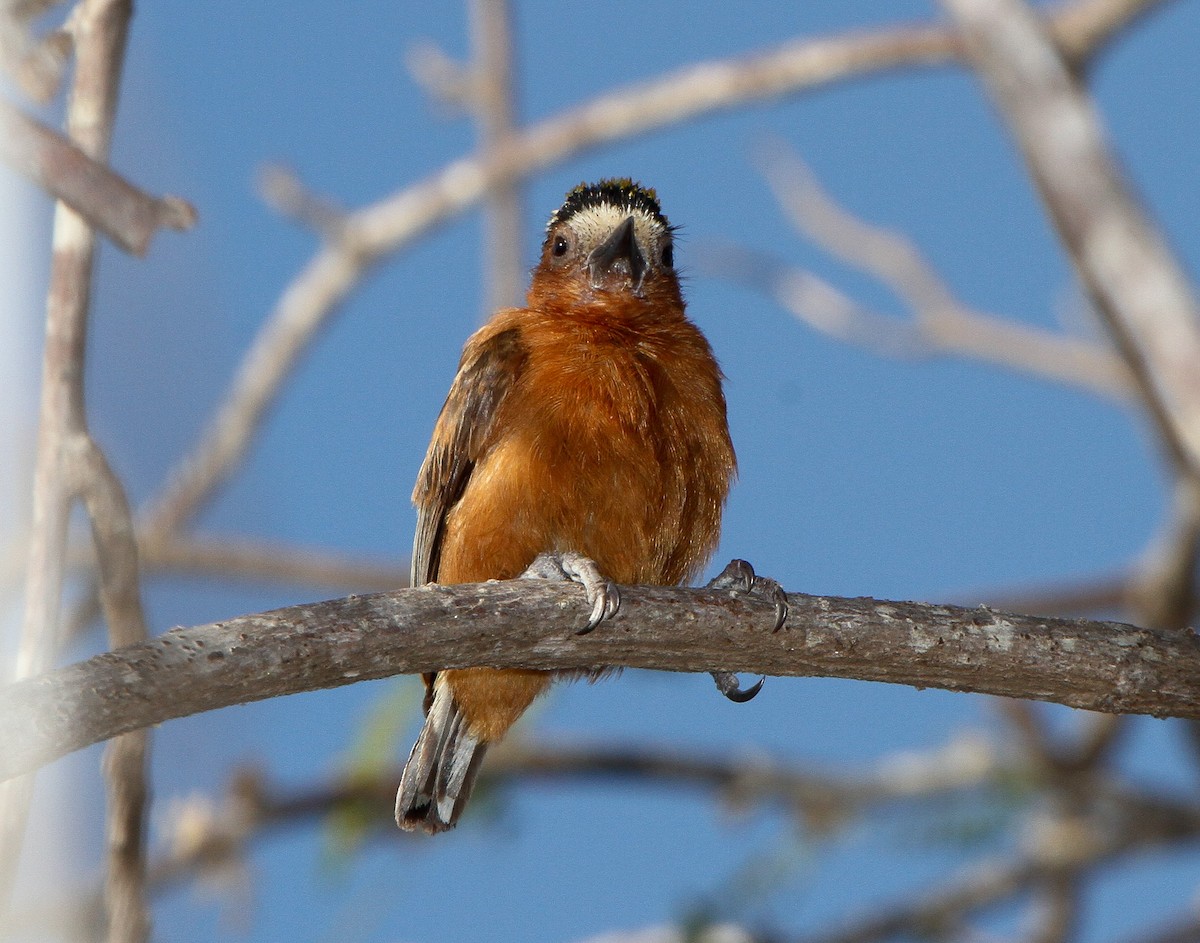 Chestnut Piculet - ML219971301