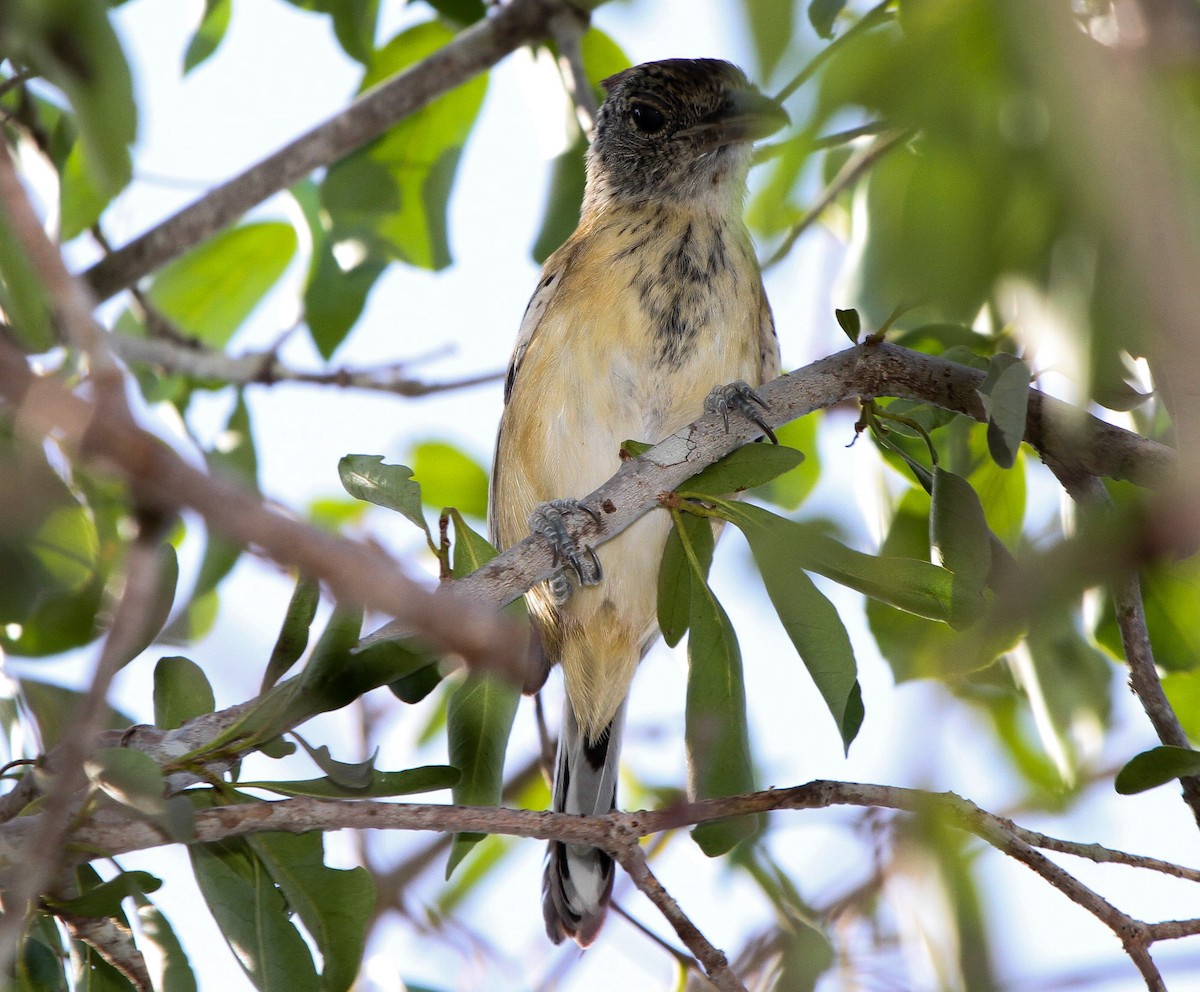 Black-crested Antshrike - Pam Rasmussen