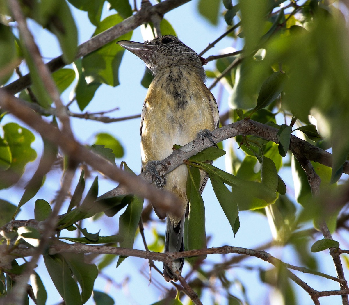 Black-crested Antshrike - ML219971391