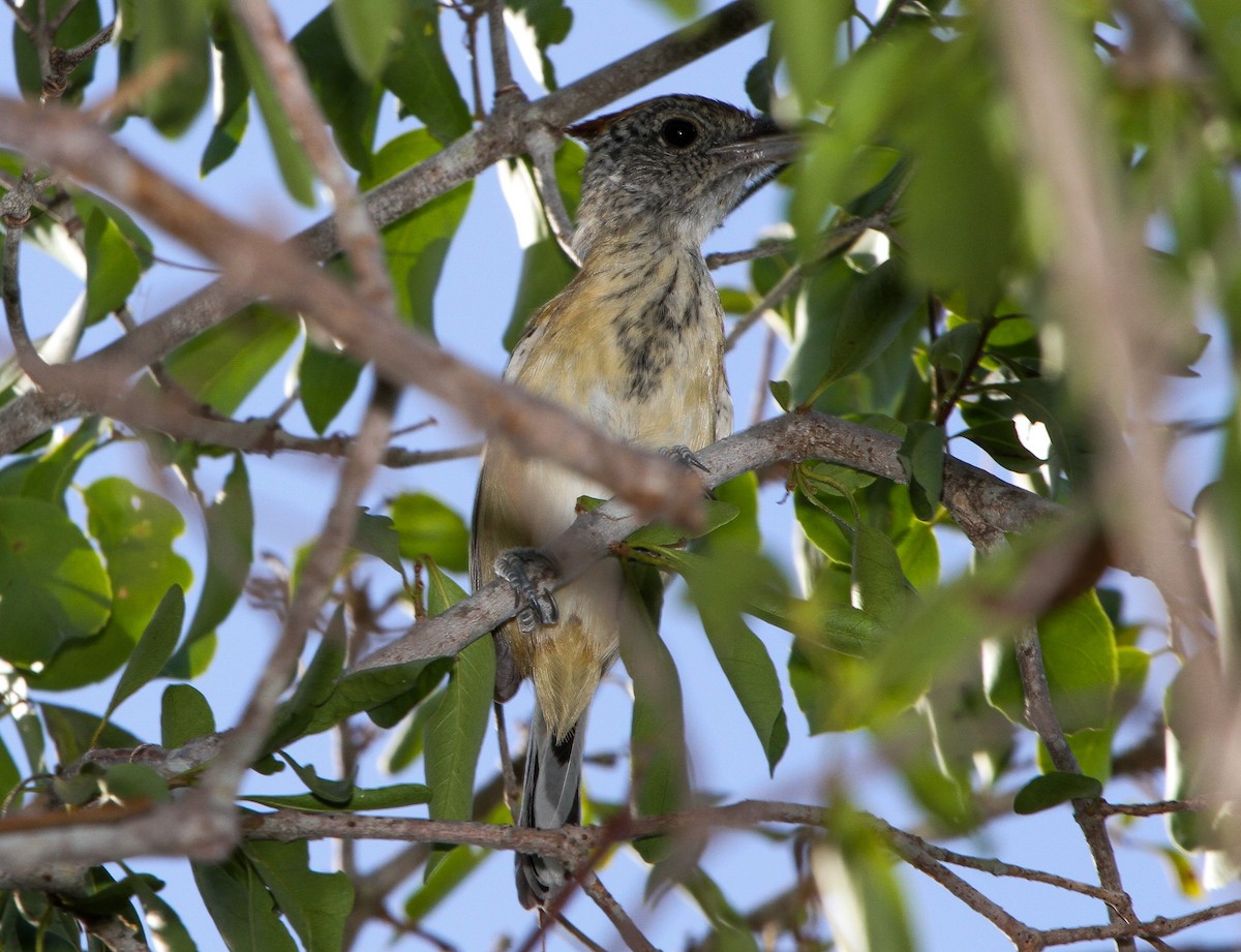 Black-crested Antshrike - ML219971411