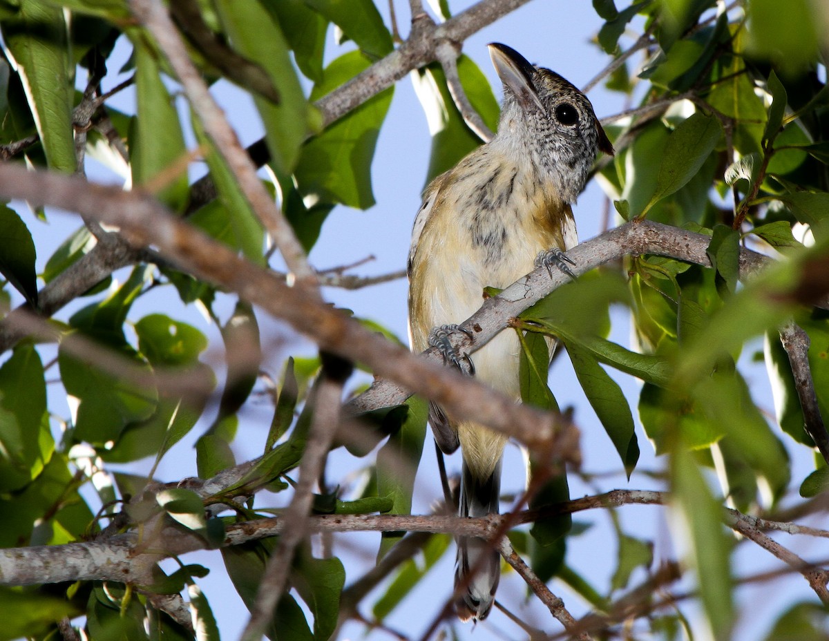 Black-crested Antshrike - Pam Rasmussen