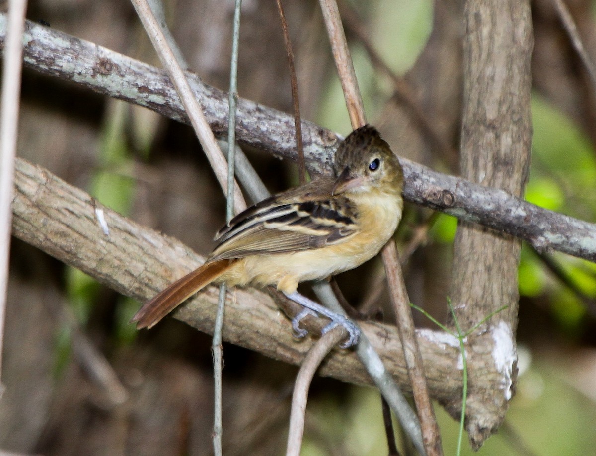 Black-backed Antshrike - ML219971501