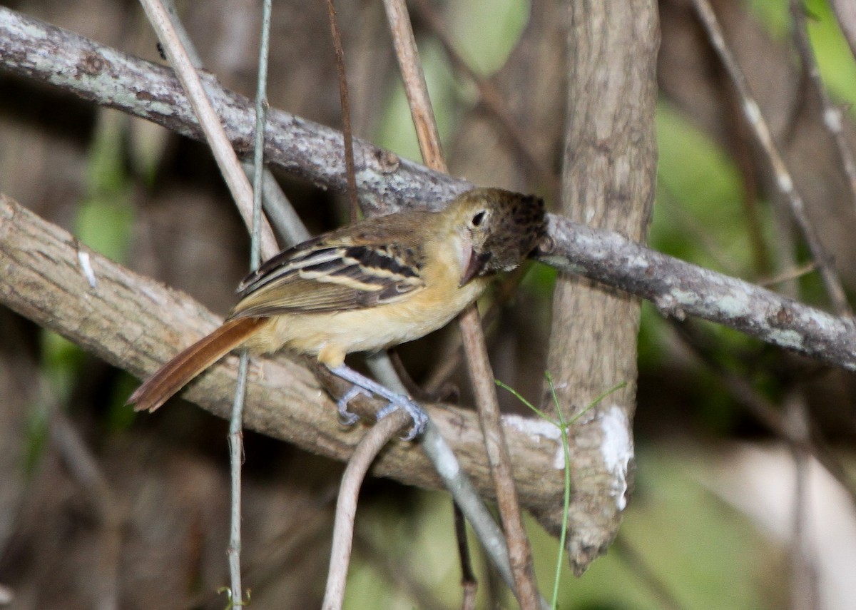 Black-backed Antshrike - Pam Rasmussen