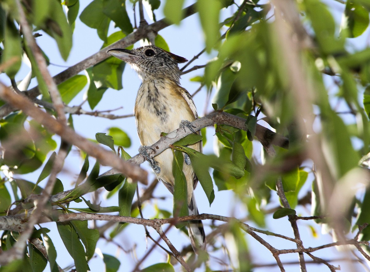 Black-crested Antshrike - ML219971531