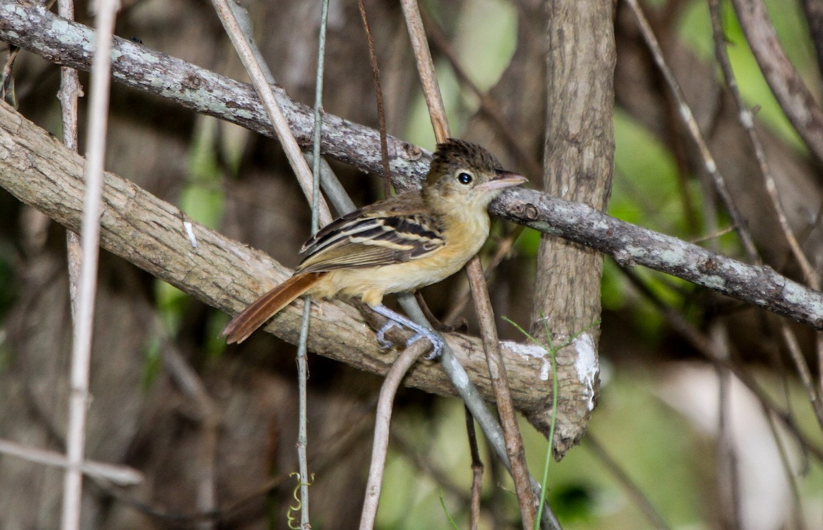 Black-backed Antshrike - ML219971541