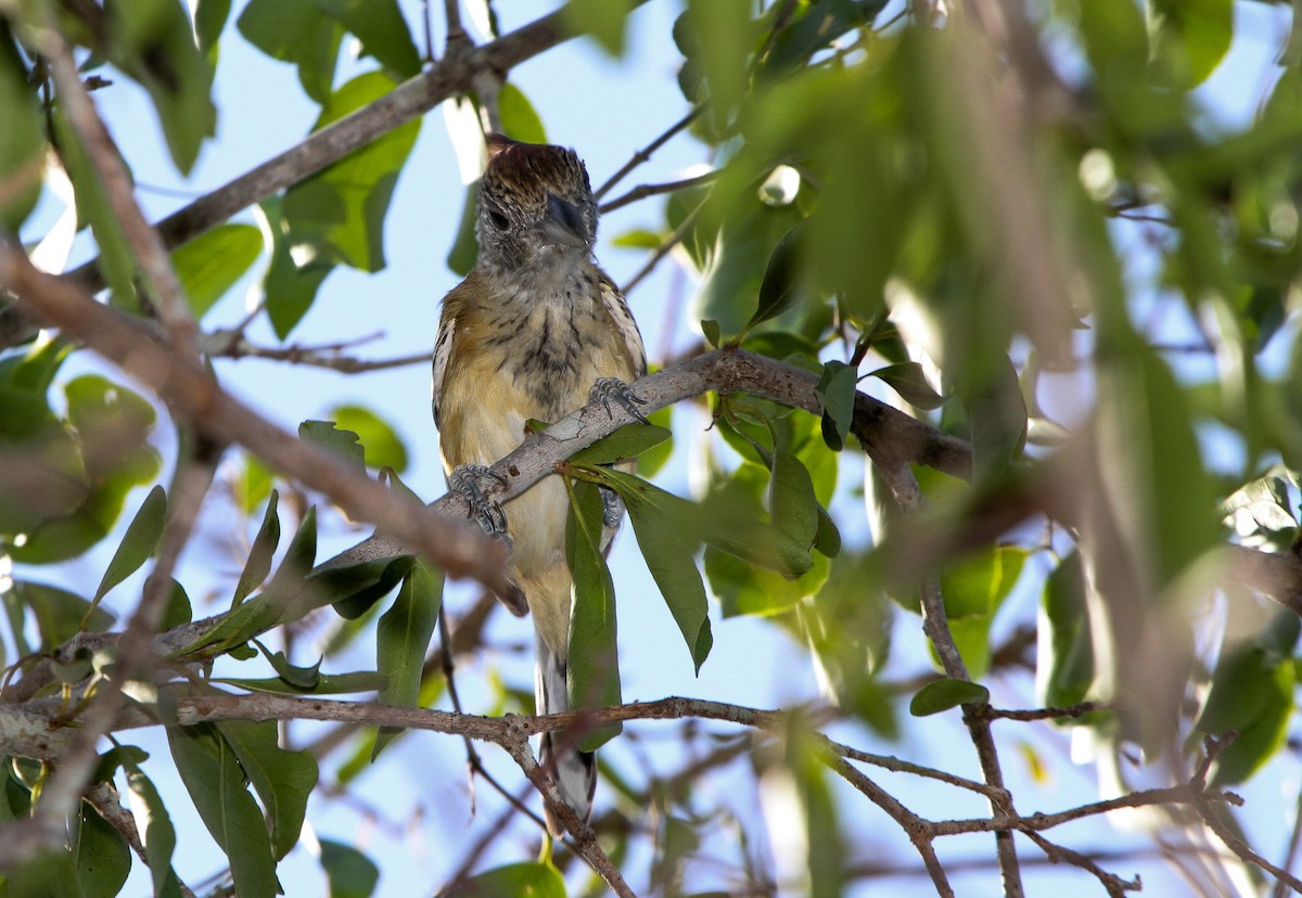 Black-crested Antshrike - ML219971551