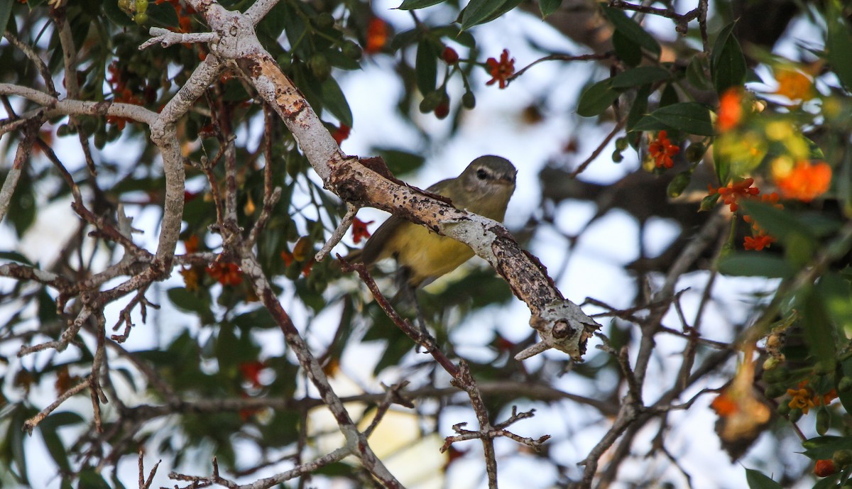 Slender-billed Tyrannulet - ML219971611