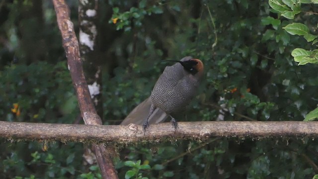 Brown Sicklebill - ML219972711