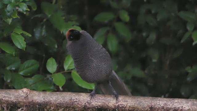 Brown Sicklebill - ML219972721