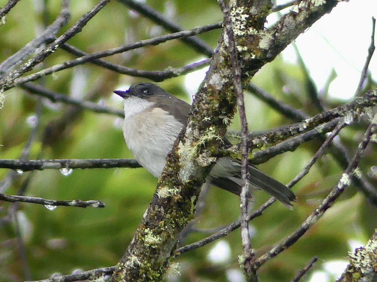 Brown-backed Whistler - Peter Kaestner