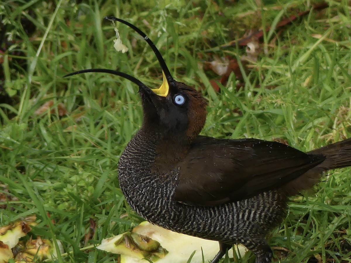 Brown Sicklebill - ML219974091