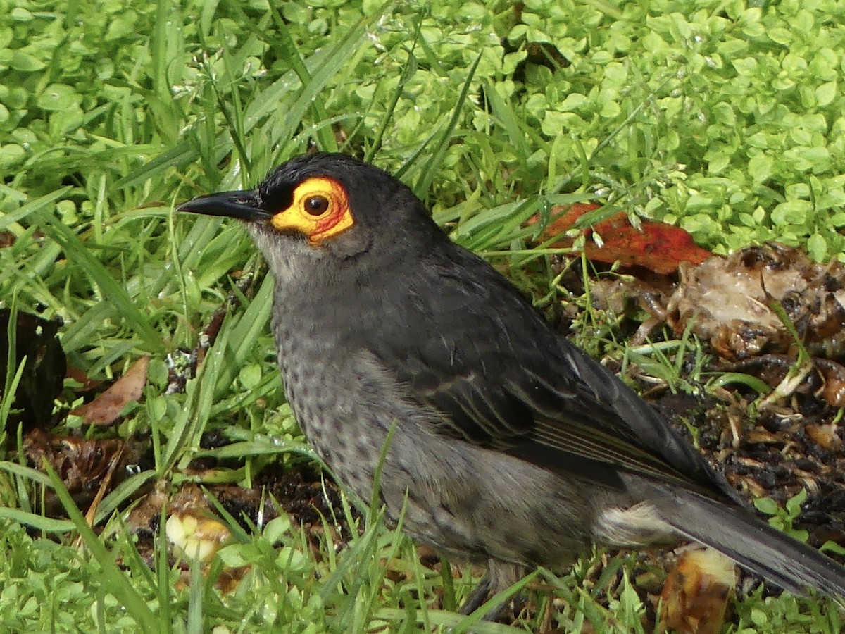 Smoky Honeyeater - ML219974121