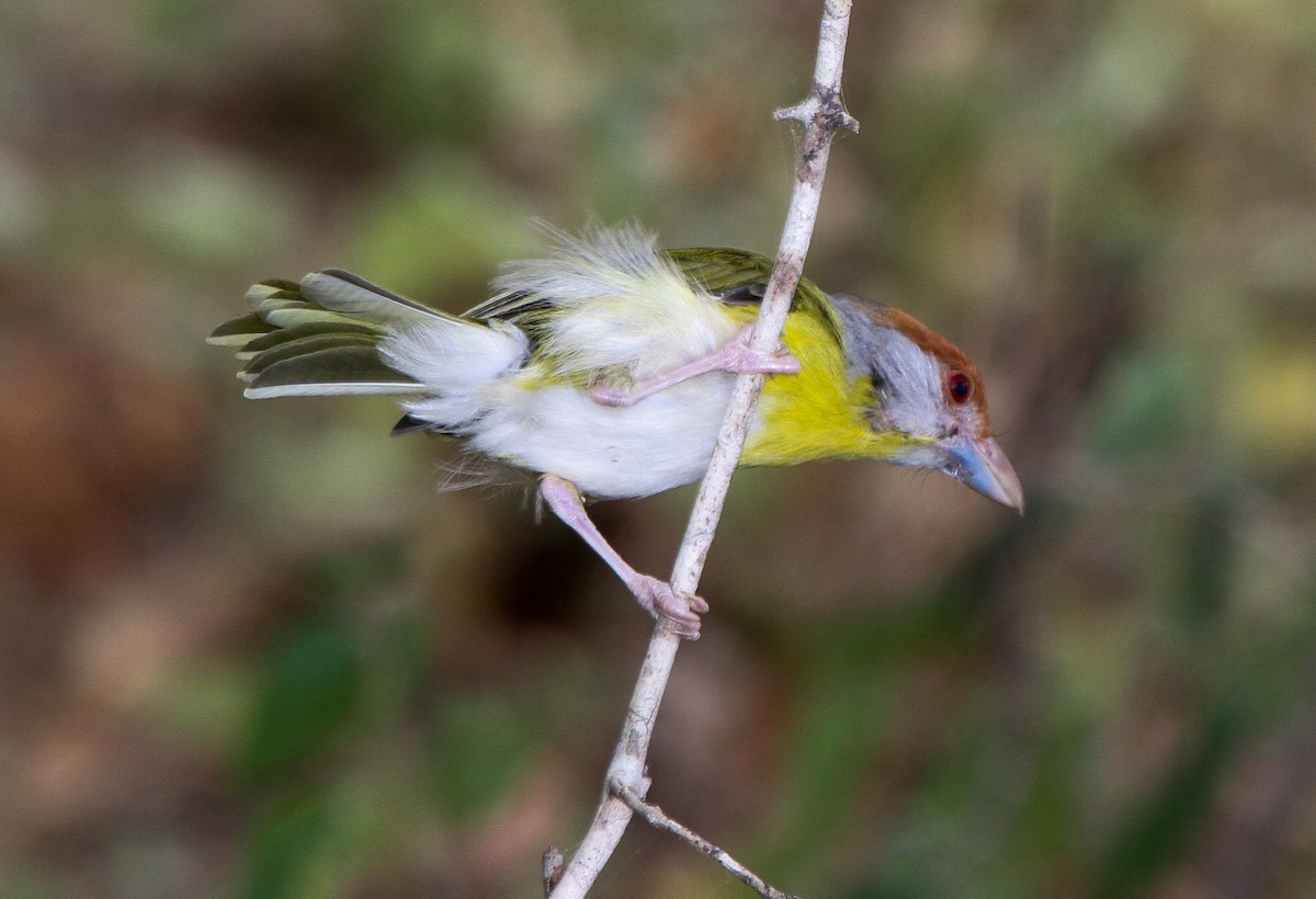 Rufous-browed Peppershrike - ML219974591