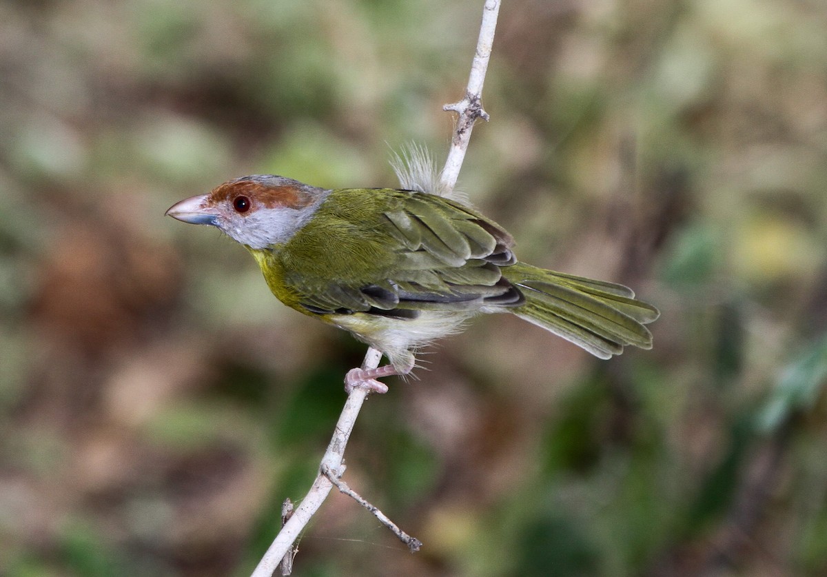 Rufous-browed Peppershrike - Pam Rasmussen