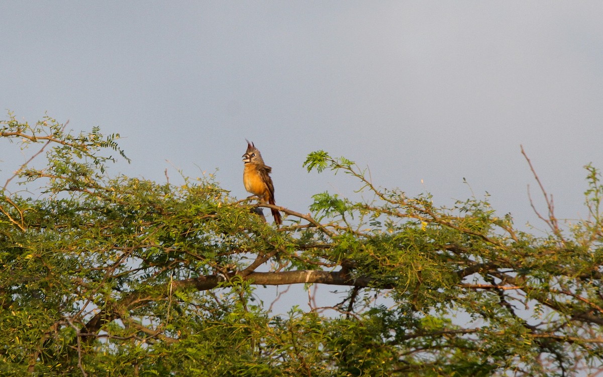 Vermilion Cardinal - ML219974851