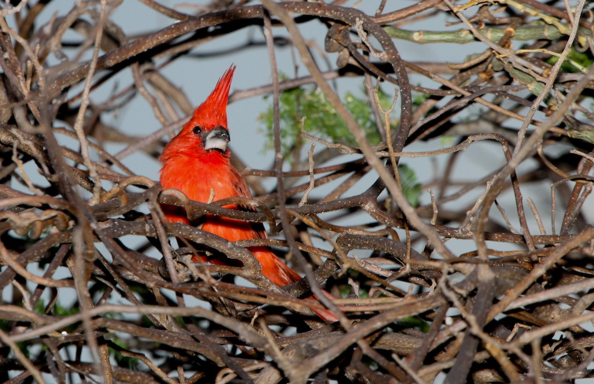 Vermilion Cardinal - Pam Rasmussen