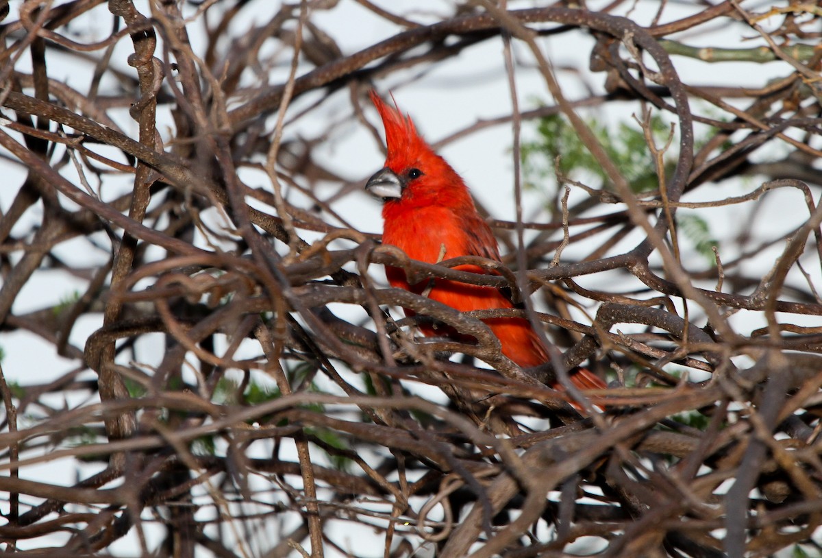 Vermilion Cardinal - ML219974881