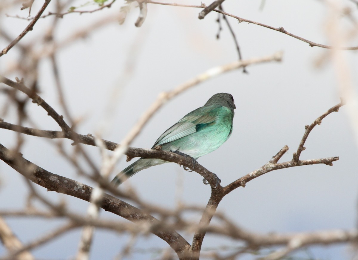 Tangara glauque - ML219974911