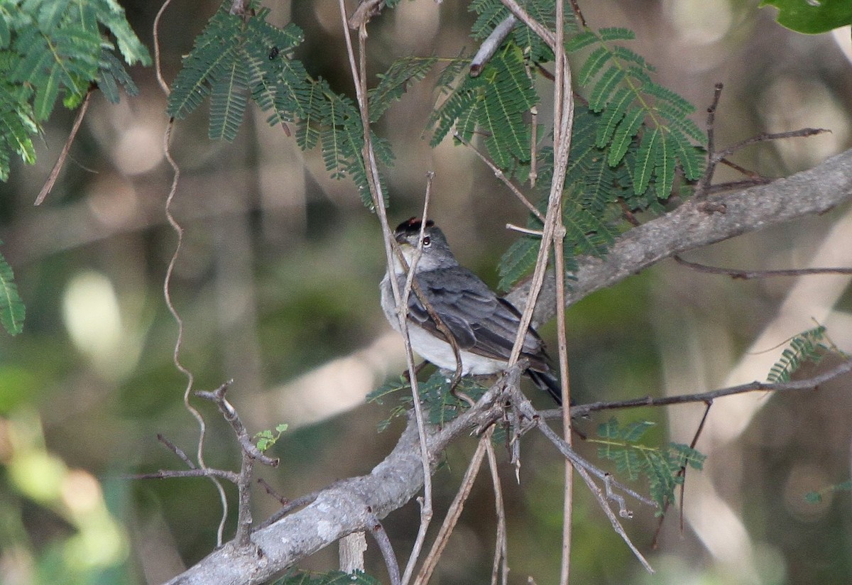 Pileated Finch - Pam Rasmussen