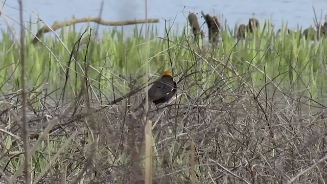 Yellow-headed Blackbird - ML219976091