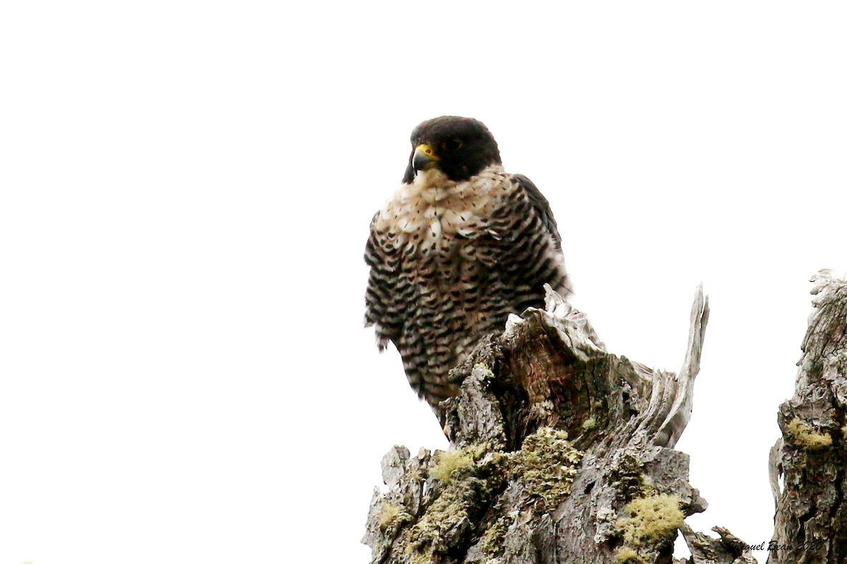 Peregrine Falcon - ML219977991