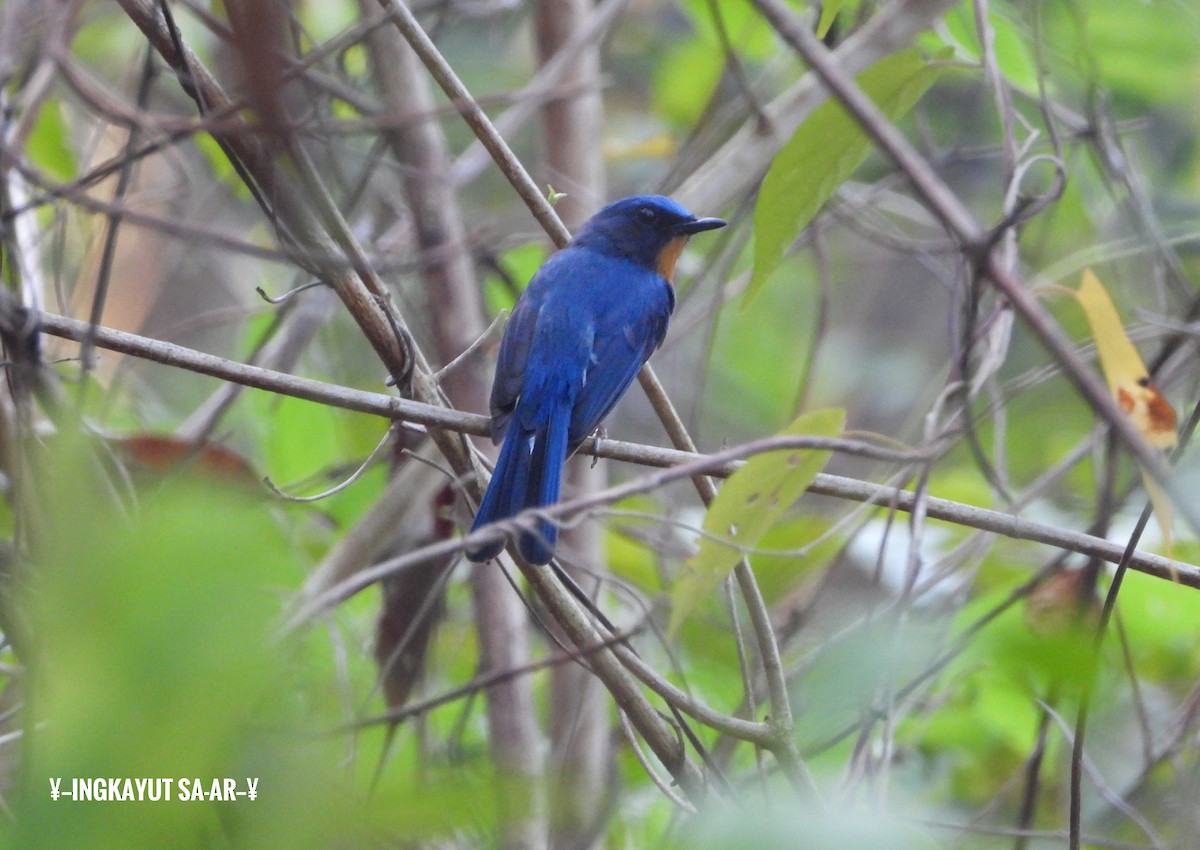 Indochinese Blue Flycatcher - ML219980271