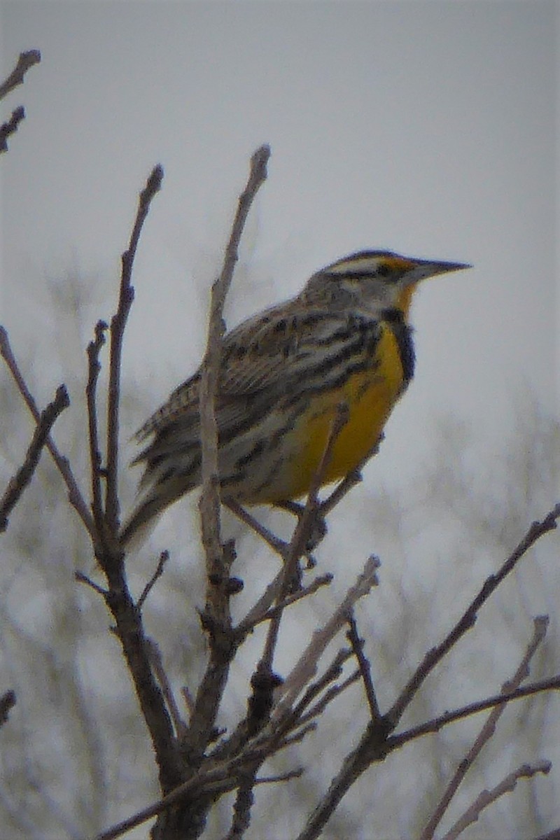 Eastern Meadowlark - K K