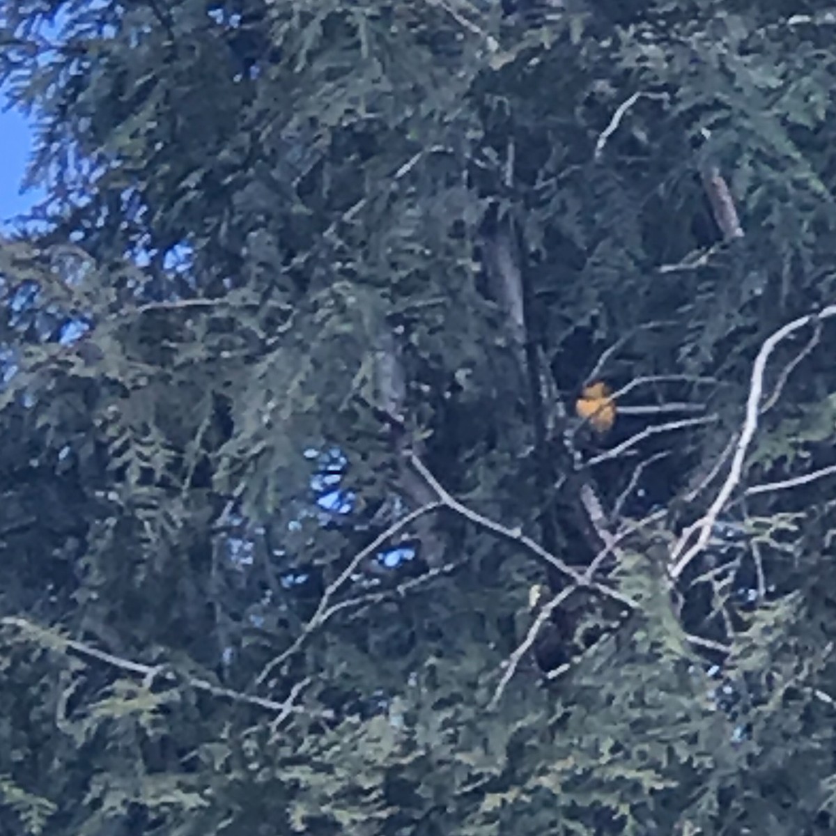 Yellow-headed Blackbird - ML219980631