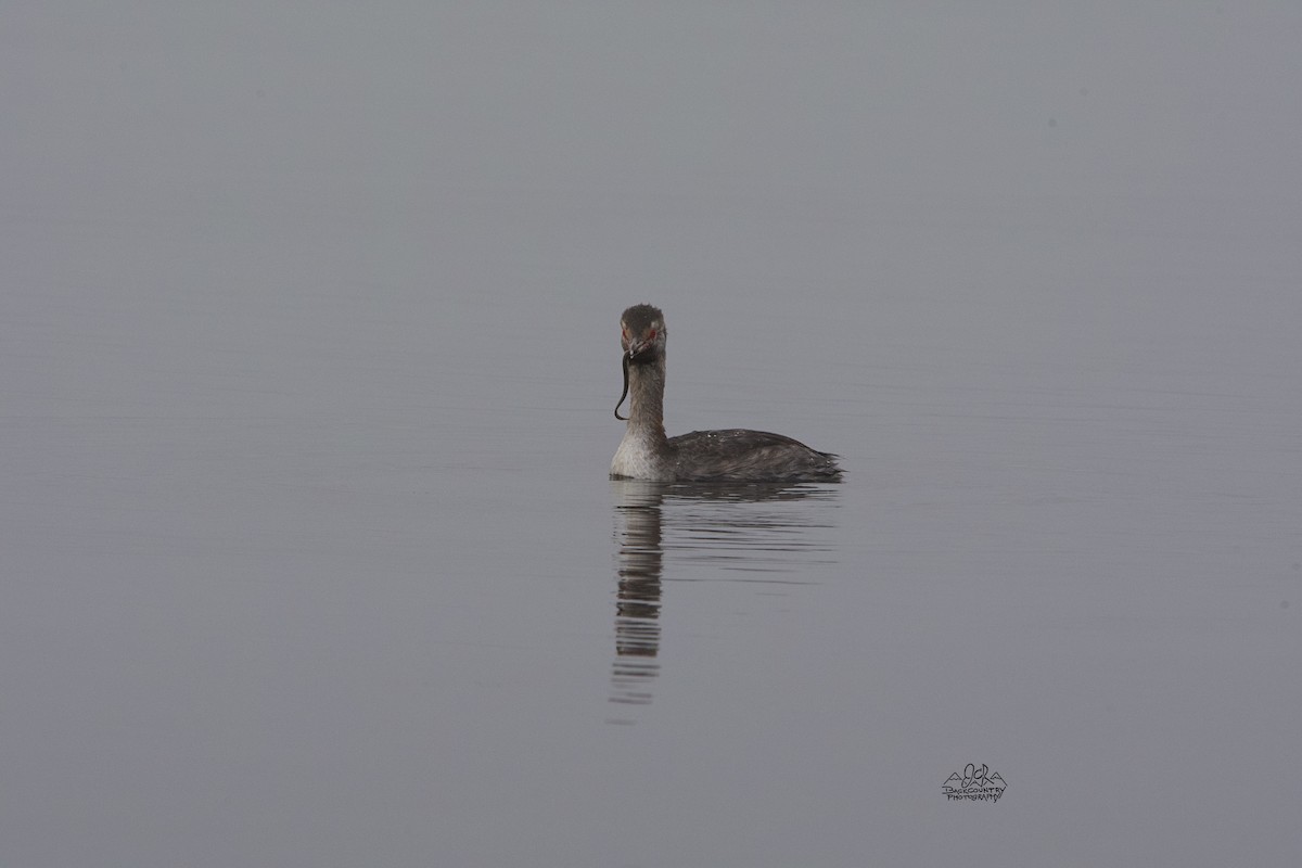 Horned Grebe - ML219981121