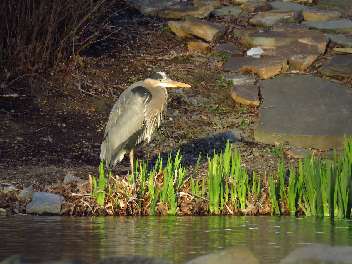 Great Blue Heron - ML219981951