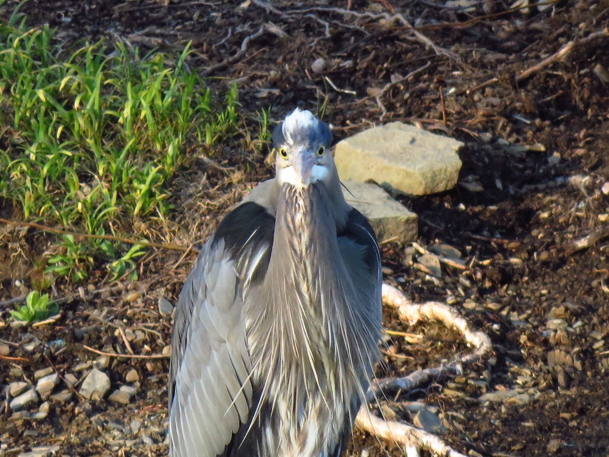 Great Blue Heron - ML219981991