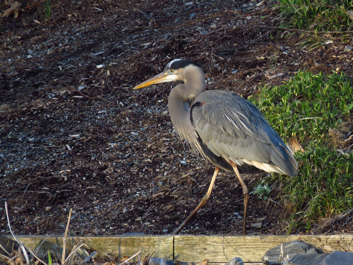 Great Blue Heron - ML219982041