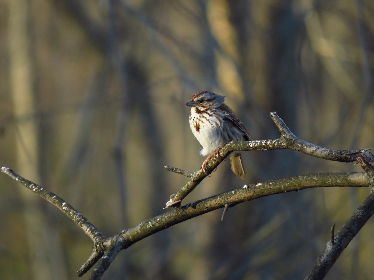 Song Sparrow - ML219982291