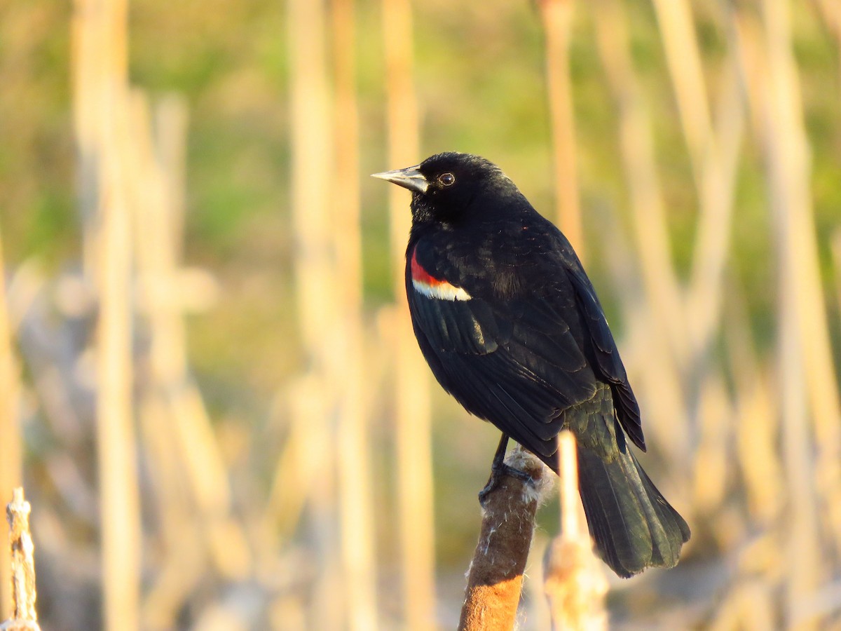 Red-winged Blackbird - ML219982341