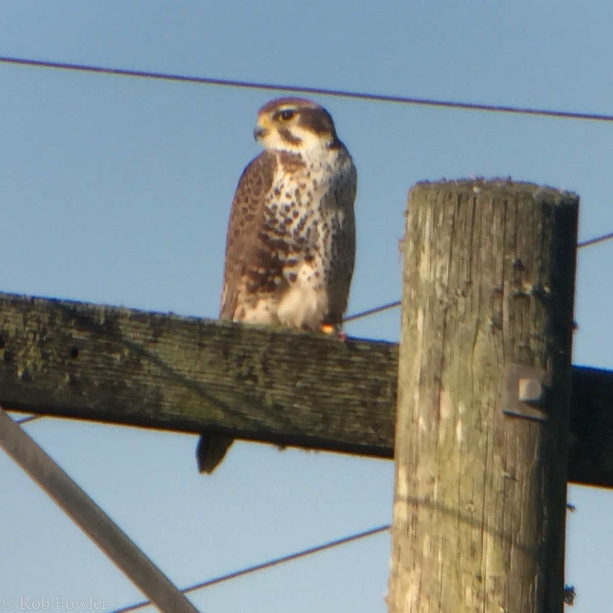 Prairie Falcon - ML21998281