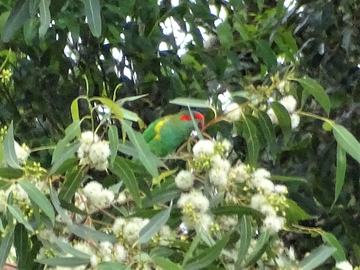 Musk Lorikeet - ML219983161